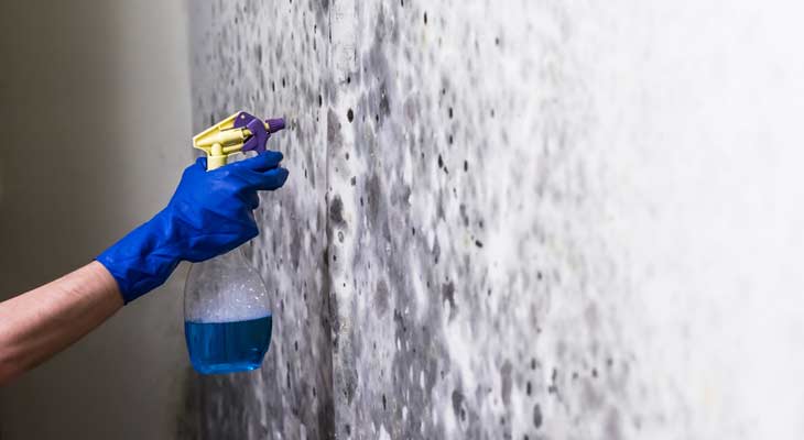 Mold Removal and Treatment