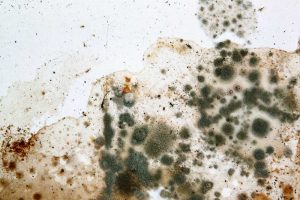 Mould removal | Sydney Wollongong & Hunter restoration